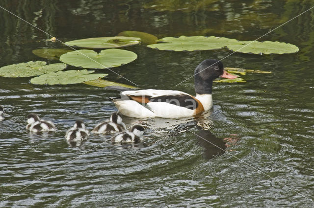 Shelduck (Tadorna tadorna)