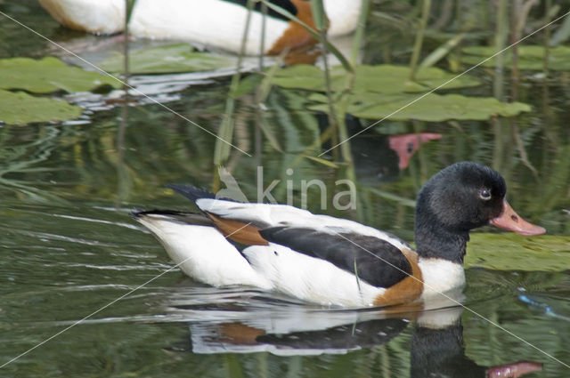 Shelduck (Tadorna tadorna)