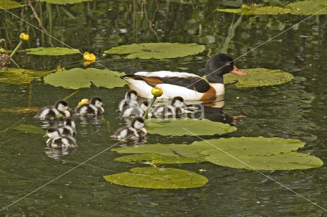 Bergeend (Tadorna tadorna)