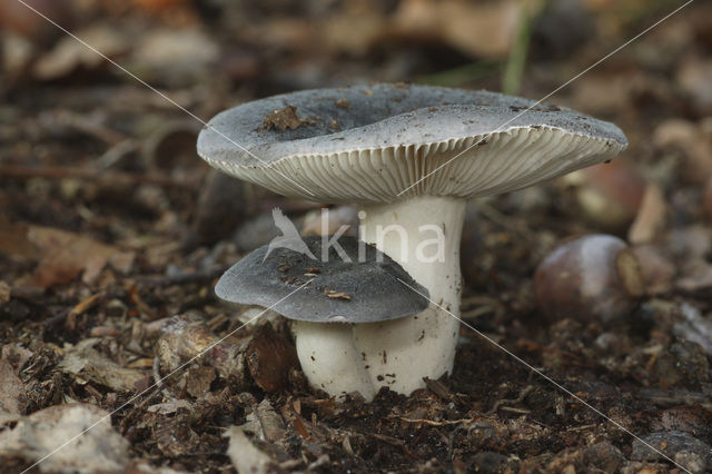 Berijpte russula (Russula parazurea)