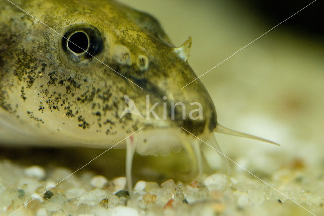 Stone Loach (Barbatula barbatula