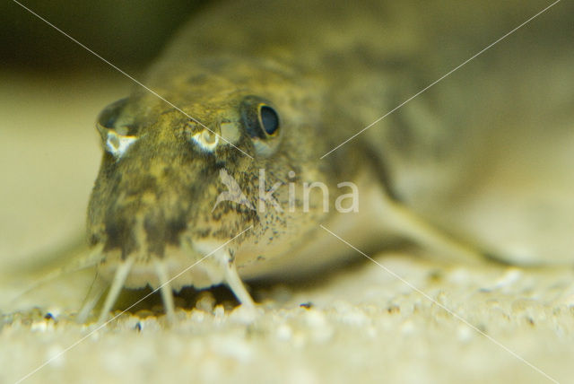 Stone Loach (Barbatula barbatula