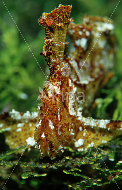 Blad schorpioenvis (Taenianotus triacanthus)