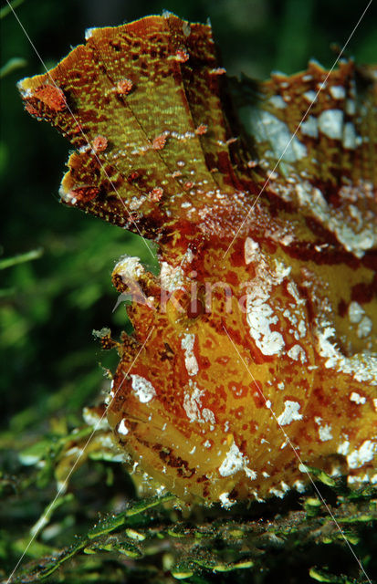 Blad schorpioenvis (Taenianotus triacanthus)