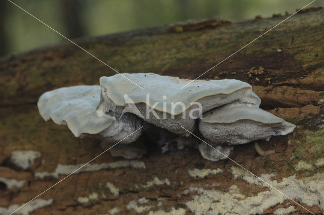 Blauwe kaaszwam (Oligoporus caesius)