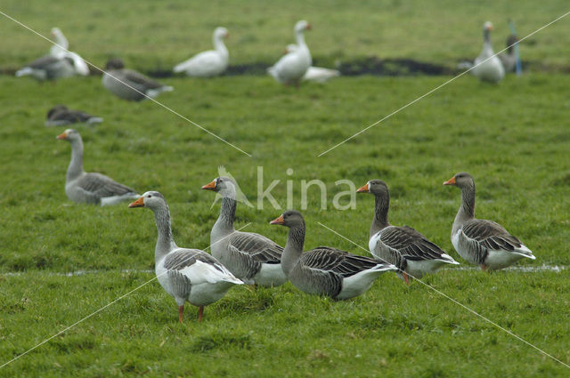 Boerengans (Anser spec.)