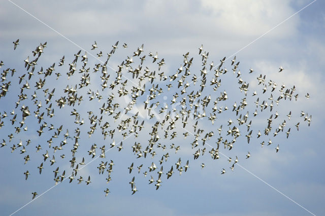 Bonte Strandloper (Calidris alpina)