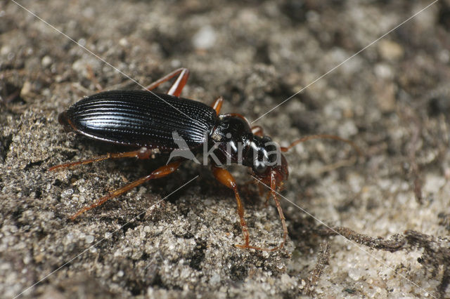 Bosbaardloper (Leistus rufomarginatus)