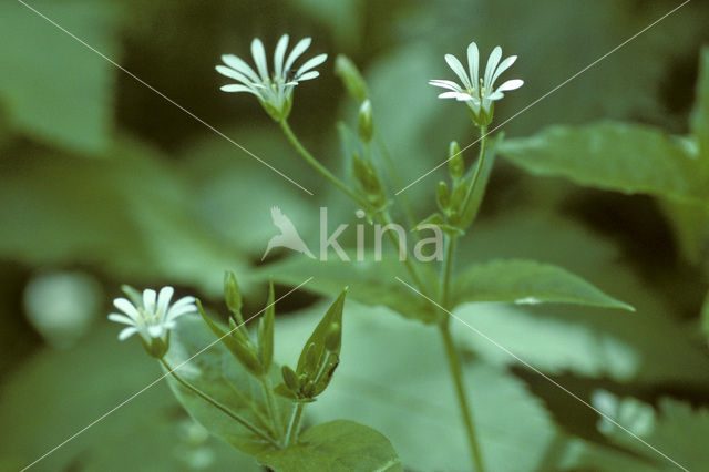 Bosmuur (Stellaria nemorum)