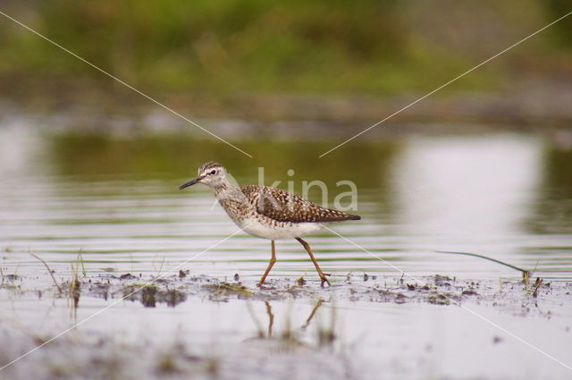 Bosruiter (Tringa glareola)