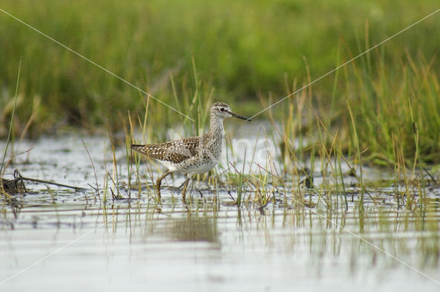 Bosruiter (Tringa glareola)