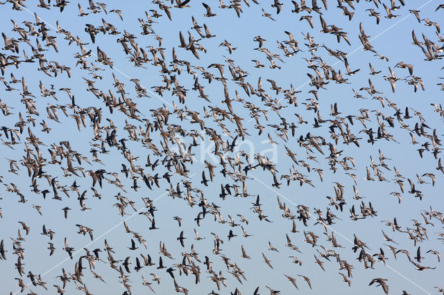 Brandgans (Branta leucopsis)