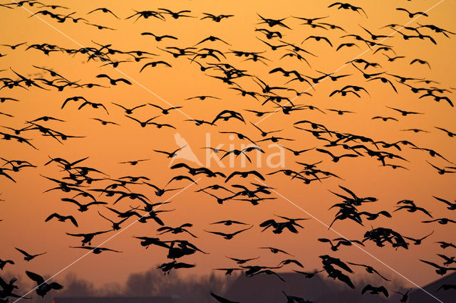 Brandgans (Branta leucopsis)