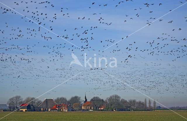 Brandgans (Branta leucopsis)