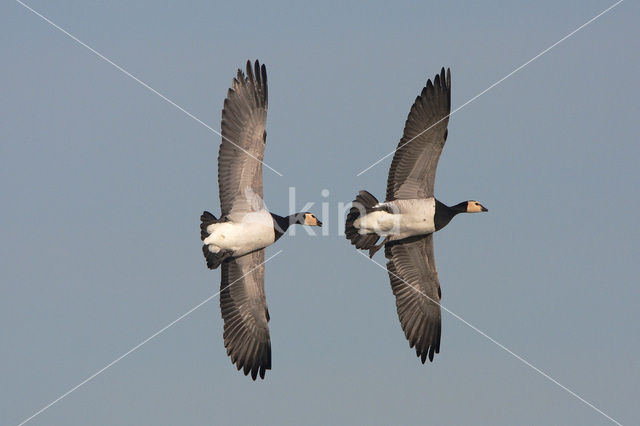 Brandgans (Branta leucopsis)