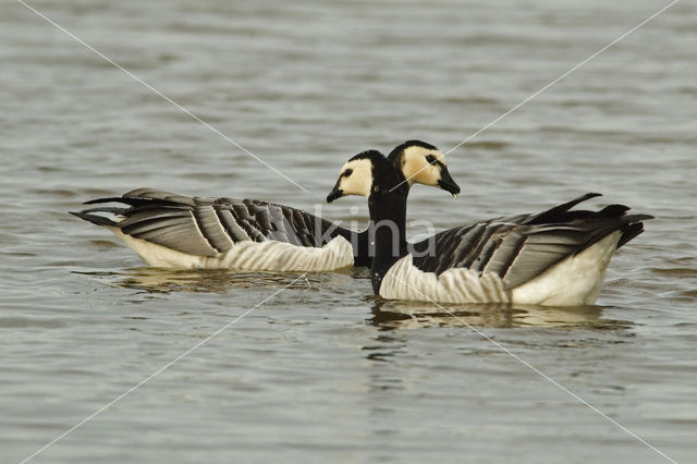 Brandgans (Branta leucopsis)