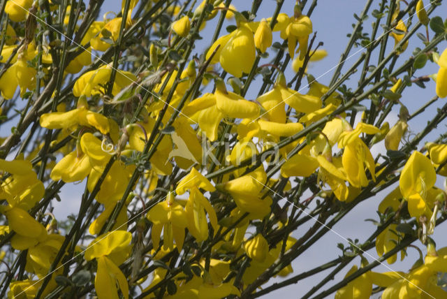 Brem (Cytisus scoparius)