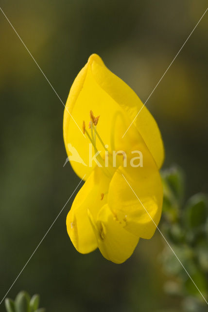 Brem (Cytisus scoparius)