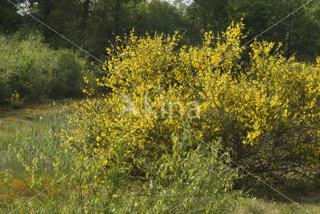 Brem (Cytisus scoparius)