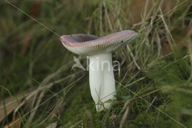 Broze russula (Russula fragilis)