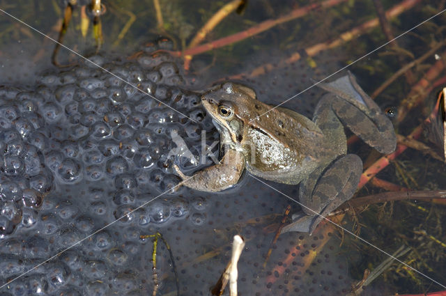 Bruine kikker (Rana temporaria)