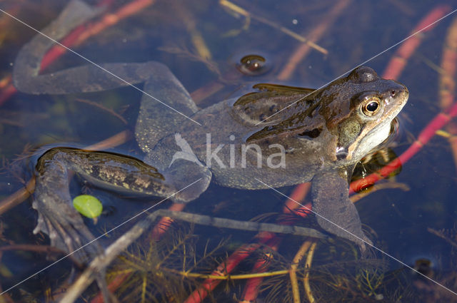 Bruine kikker (Rana temporaria)