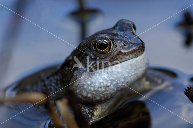 Bruine kikker (Rana temporaria)