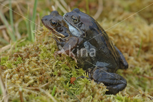 Bruine kikker (Rana temporaria)