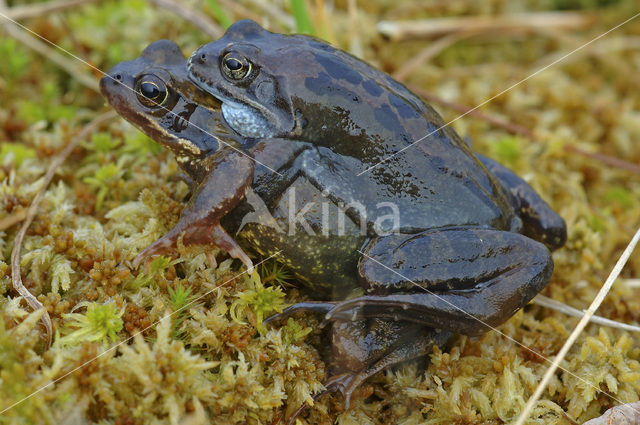 Bruine kikker (Rana temporaria)