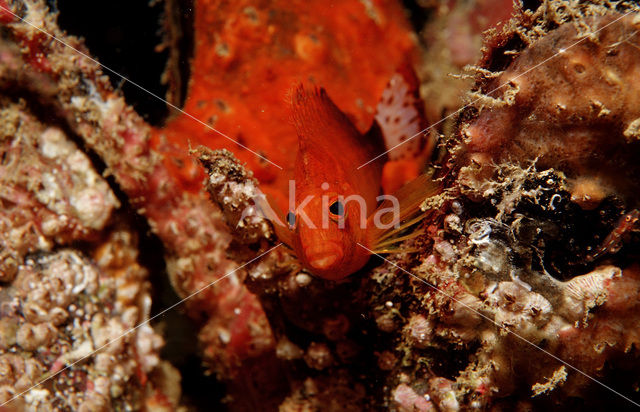 Bruine rotsspringer (Cirrhitichthys falco)