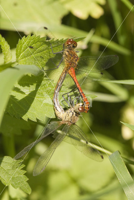 Bruinrode heidelibel (Sympetrum striolatum)