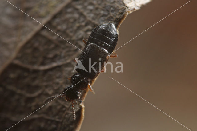 Coryphium angusticolle