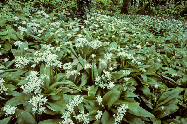 Daslook (Allium ursinum)