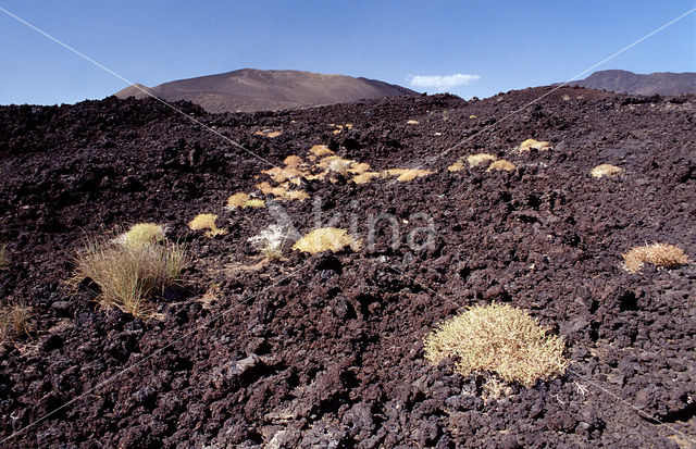 Djibouti