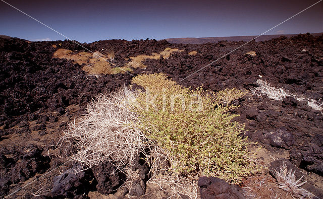 Djibouti