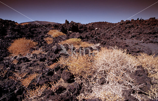 Djibouti