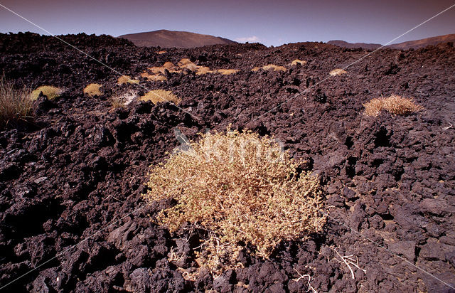 Djibouti