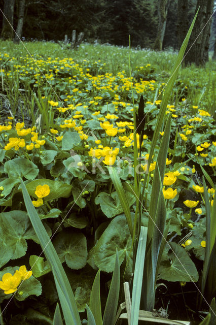 Dotterbloem (Caltha palustris)