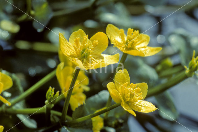 Dotterbloem (Caltha palustris)