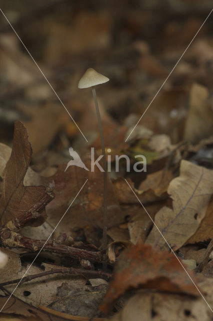 Draadsteelmycena (Mycena filopes)