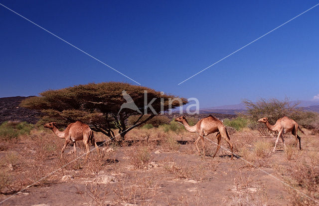 Dromedaris (Camelus dromedarius)