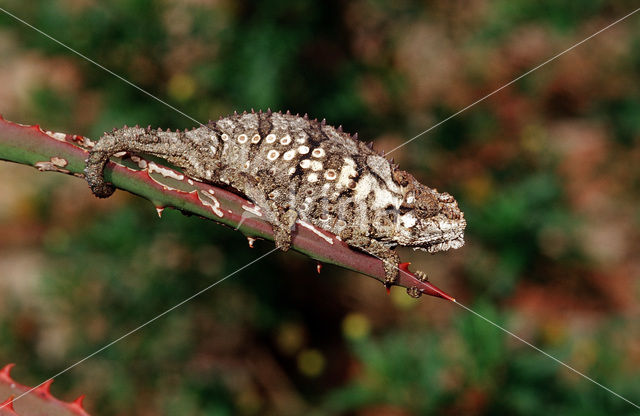 Eastern Dwarf Chameleon (Bradypodion ventrale)