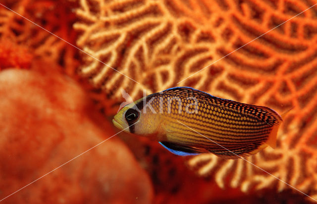 Dwergzeebaars (Pseudochromis splendens)