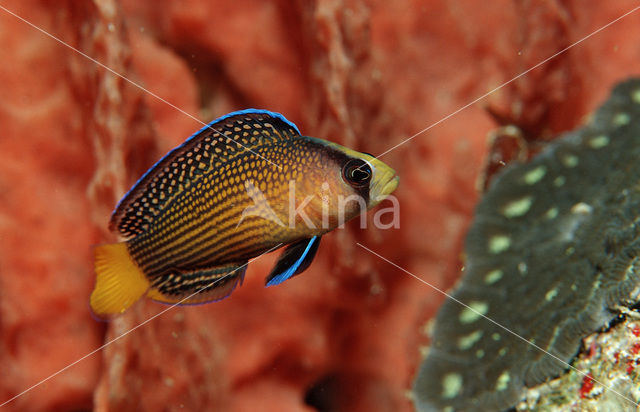 Dwergzeebaars (Pseudochromis splendens)