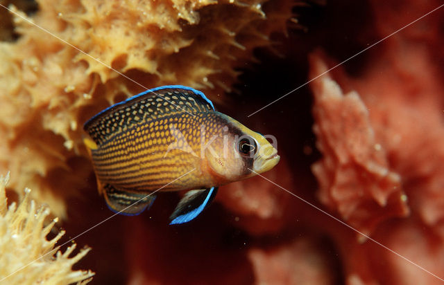 Dwergzeebaars (Pseudochromis splendens)