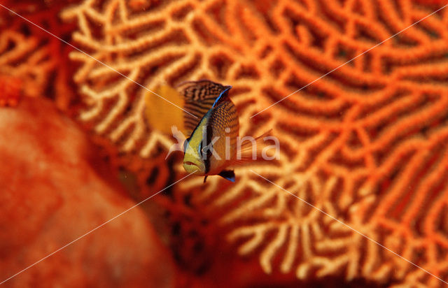 Dwergzeebaars (Pseudochromis splendens)