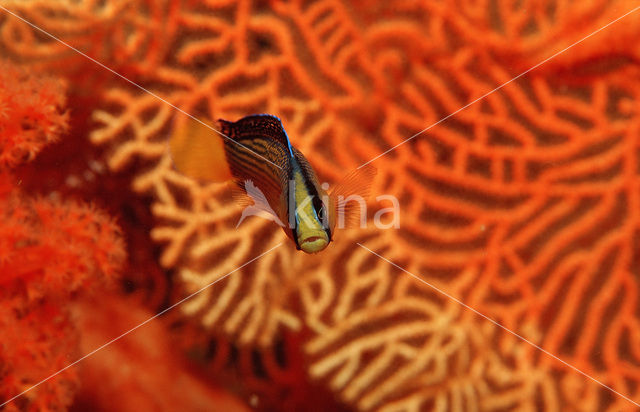 Dwergzeebaars (Pseudochromis splendens)