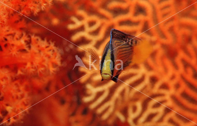 Dwergzeebaars (Pseudochromis splendens)