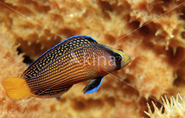 Dwergzeebaars (Pseudochromis splendens)