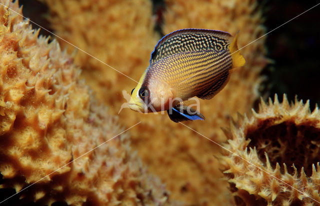 Dwergzeebaars (Pseudochromis splendens)